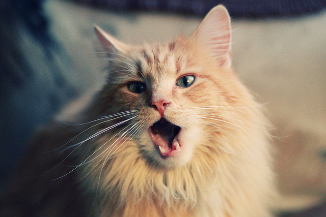 特奥状态火热点燃几内亚希望，淘汰赛过关皇马成非洲足球新图腾