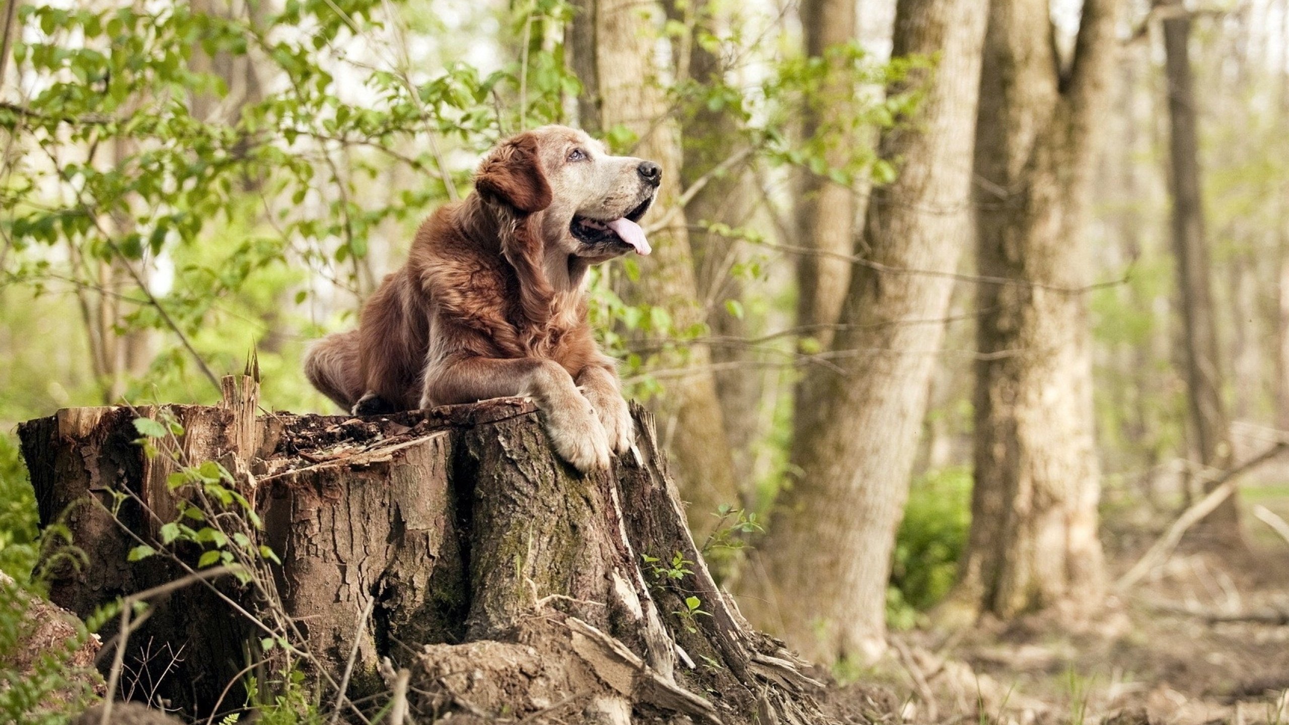 波兰鏖战威尔士，罗德里戈成为关键先生